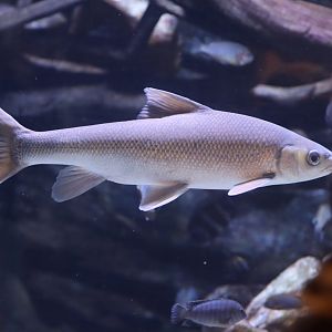 Fish ID