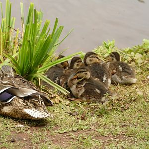 Mallards, Paignton, June 2021