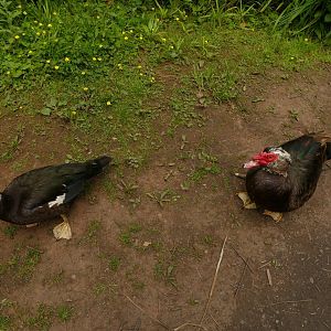 Muscovy duck and drake, Paignton, June 2021