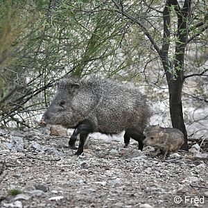 javelina with babies