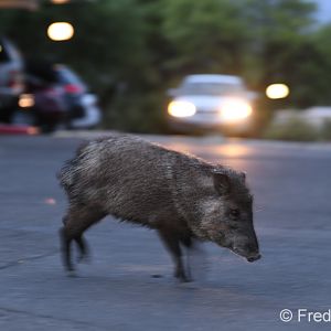javelina at dusk