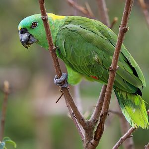 Yellow-naped amazon (Amazona auropalliata)
