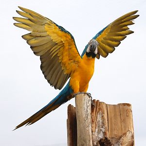 Blue-and-yellow macaw (Ara ararauna)