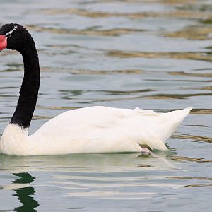 Black-necked swan (Cygnus melancoryphus)