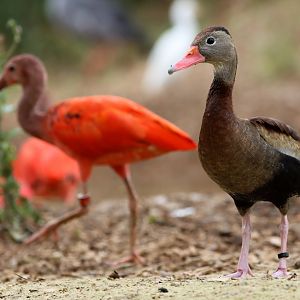 Black-bellied whistling-duck (Dendrocygna autumnalis)