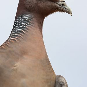 Picazuro pigeon (Patagioenas picazuro)