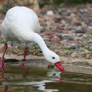 Coscoroba swan (Coscoroba coscoroba)