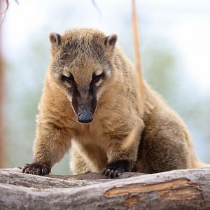 South American coati (Nasua nasua)