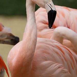 Chilean flamingo (Phoenicopterus chilensis)