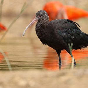 Puna ibis (Plegadis ridgwayi)