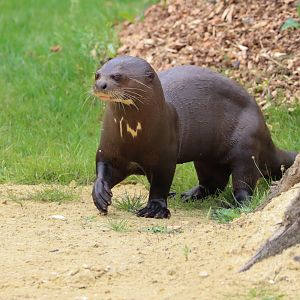 Giant otter (Pteronura brasiliensis)