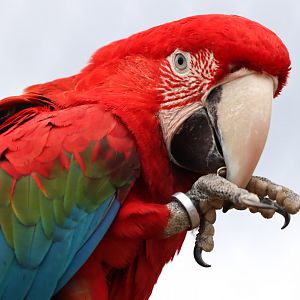 Green-winged macaw (Ara chloropterus)