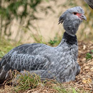 Southern screamer (Chauna torquata)