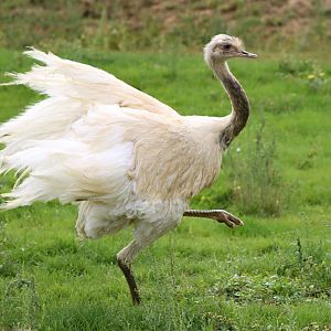 Greater rhea (Rhea americana)