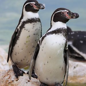 Humboldt penguin (Spheniscus humboldti)