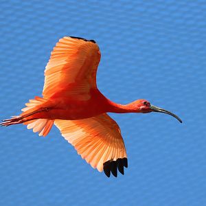 Scarlet ibis (Eudocimus ruber)