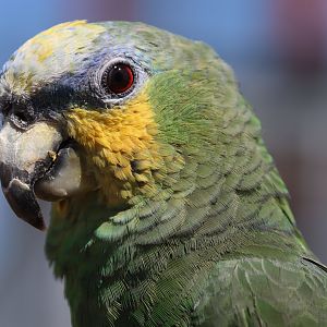 Orange-winged amazon (Amazona amazonica)