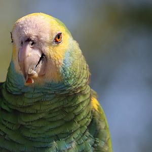 Yellow-shouldered amazon (Amazona barbadensis)