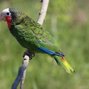 Cuban amazon (Amazona leucocephala leucocephala)