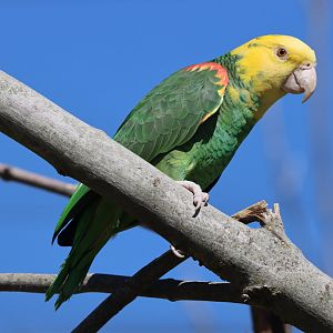 Double yellow-headed amazon (Amazona oratrix oratrix)