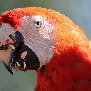 Scarlet macaw (Ara macao)