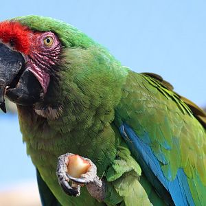 Military macaw (Ara militaris)