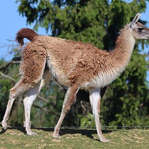 Guanaco (Lama guanicoe)