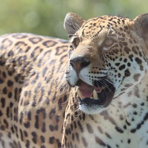Jaguar (Panthera onca)