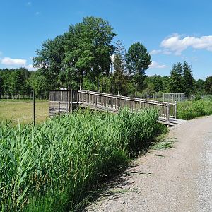 Viewing point for Central European red deer and Common fallow deer