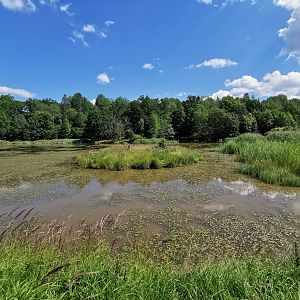 The big pond in the park