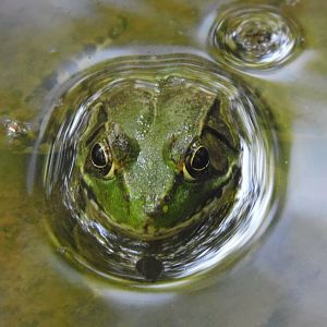 Green frog
