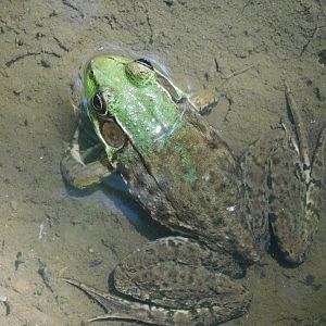 Green frog