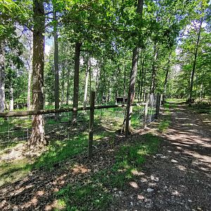 Central European wild boar enclosure