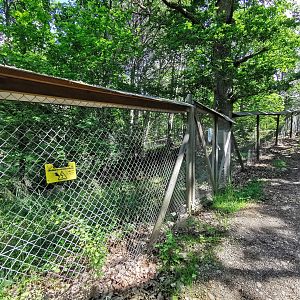 European badger enclosure