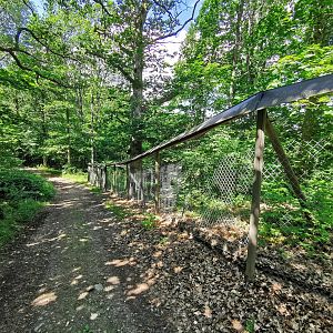 European badger enclosure