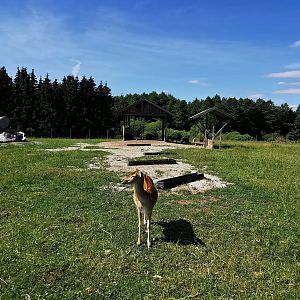 Enclosure with European mouflon and fallow deer