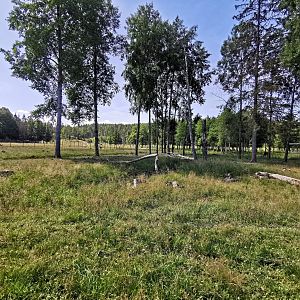 Central European red deer enclosure