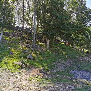European mouflon enclosure