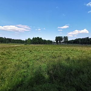 Common fallow deer enclosure
