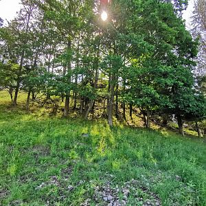 Eurasian elk enclosure