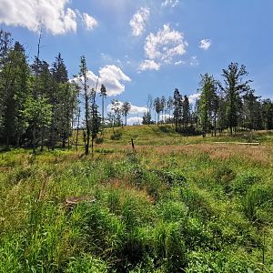 Eurasian elk enclosure