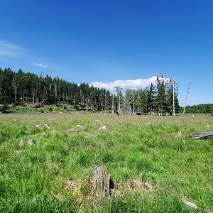 Common fallow deer enclosure