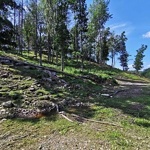 European mouflon enclosure