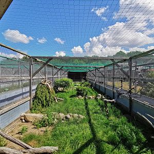 Common pheasant aviary