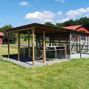 Domestic ferret exhibit