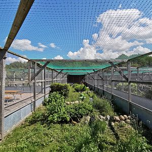 Grey partridge aviary