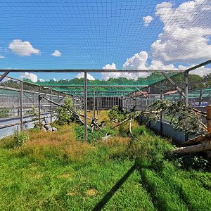 Western capercaillie aviary