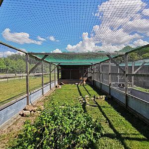Eurasian quail aviary