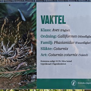 Sign example - Eurasian quail 1