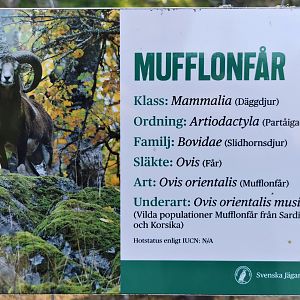 Sign example - Mouflon 1